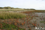 Biestarwegras (Elytrigia juncea subsp. boreoatlantica)