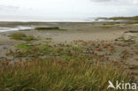 Sand Couch-grass (Elytrigia juncea subsp. boreoatlantica)