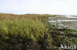 Biestarwegras (Elytrigia juncea subsp. boreoatlantica)