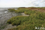 Biestarwegras (Elytrigia juncea subsp. boreoatlantica)