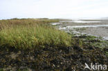 Biestarwegras (Elytrigia juncea subsp. boreoatlantica)