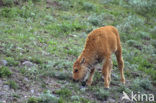 Bizon (Bison bison) 