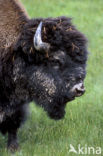 Bizon (Bison bison) 