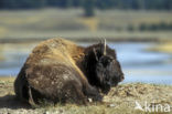 Bizon (Bison bison) 