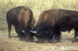 Bizon (Bison bison) 