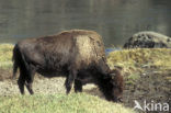 Bizon (Bison bison) 