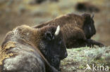 Bizon (Bison bison) 