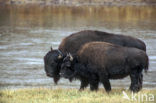 Bizon (Bison bison) 