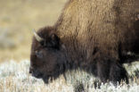 Bizon (Bison bison) 