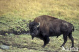 Bizon (Bison bison) 