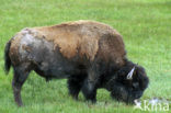 Bizon (Bison bison) 