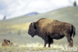 Bizon (Bison bison) 