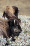 Bizon (Bison bison) 