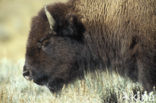 Bizon (Bison bison) 