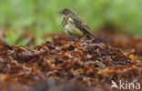 Red-spotted Bluethroat (Luscinia svecica svecica)