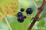Grape-vine