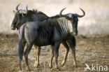 Blue Wildebeest (Connochaetes taurinus)