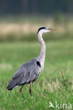 Blauwe Reiger (Ardea cinerea)