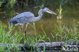 Blauwe Reiger (Ardea cinerea)