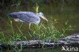 Blauwe Reiger (Ardea cinerea)