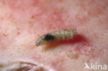 Blauwe vleesvlieg (Calliphora vomitoria)