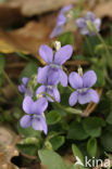 Bleeksporig bosviooltje (Viola riviniana)