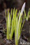 Early Crocus (Crocus tommasinianus)