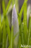 Early Crocus (Crocus tommasinianus)