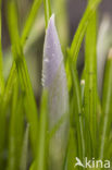 Boerenkrokus (Crocus tommasinianus)