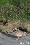 Bontbekplevier (Charadrius hiaticula)