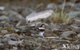 Bontbekplevier (Charadrius hiaticula)