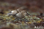 Dunlin (Calidris alpina)