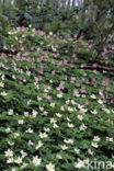 Bosanemoon (Anemone nemorosa)