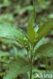 Dog’s Mercury (Mercurialis perennis)