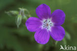 Wood Crane s-bill (Geranium sylvaticum)