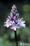 Bosorchis (Dactylorhiza fuchsii)