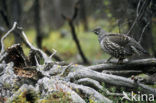 Bossneeuwhoen (Dendragapus canadensis)