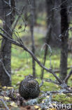 Bossneeuwhoen (Dendragapus canadensis)