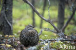 Spruce Grouse (Dendragapus canadensis)