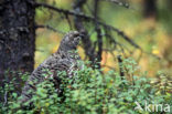 Spruce Grouse (Dendragapus canadensis)