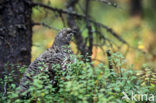 Bossneeuwhoen (Dendragapus canadensis)