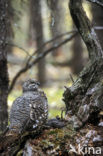 Bossneeuwhoen (Dendragapus canadensis)