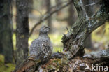 Bossneeuwhoen (Dendragapus canadensis)