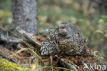 Bossneeuwhoen (Dendragapus canadensis)