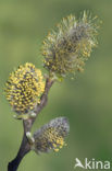 Boswilg (Salix caprea)