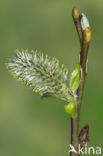 Boswilg (Salix caprea)