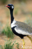 White-quilled Bustard (Eupodotis afraoides)