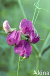 Brede lathyrus (Lathyrus latifolius)