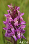 Brede orchis (Dactylorhiza majalis)