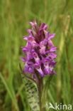 Brede orchis (Dactylorhiza majalis)